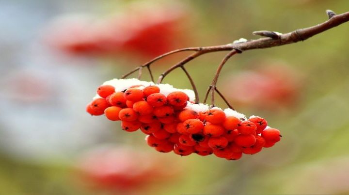 Racimo de frutos silvestres